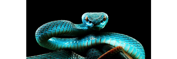 2025 EUROPA ASIEN OZEANIEN - Jahr der SCHLANGE