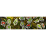 NEU *1 oz RUNEN Barren Germania - FEHU - Reichtum & Fruchtbarkeit - Runenkunde Altgermanische Schriftzeichen - Antique Finish - Individuell Nummeriert + UV Leuchtend  - Germania Mint Edition