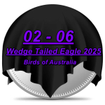 1 oz Niue 2025 Proof - WEDGE TAILED EAGLE /...